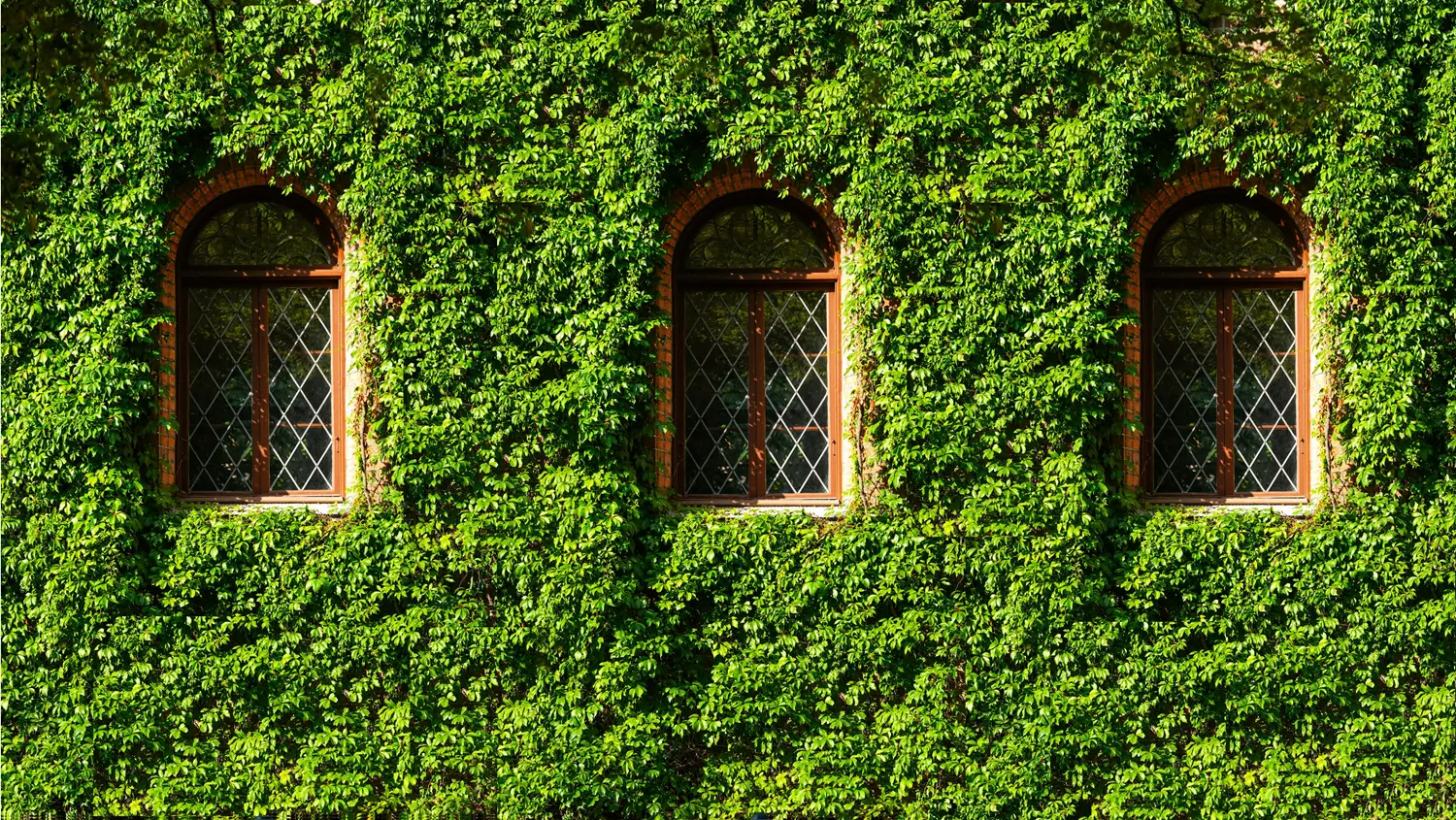 A high-quality, professional photograph of 3 windows covered with ivy. The dense, vibrant foliage forms a living wall. The scene evokes curiosity, inviting viewers to wonder what lies behind the window. The composition is natural and immersive, with no decorations or embellishments, just the raw beauty of nature and craftsmanship.